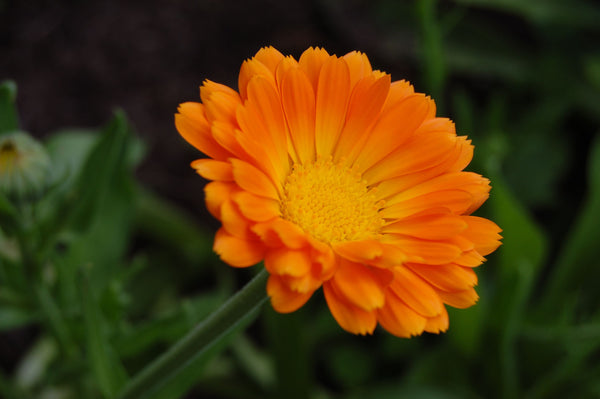 How is calendula good for your skin? - The Herbal Gardener