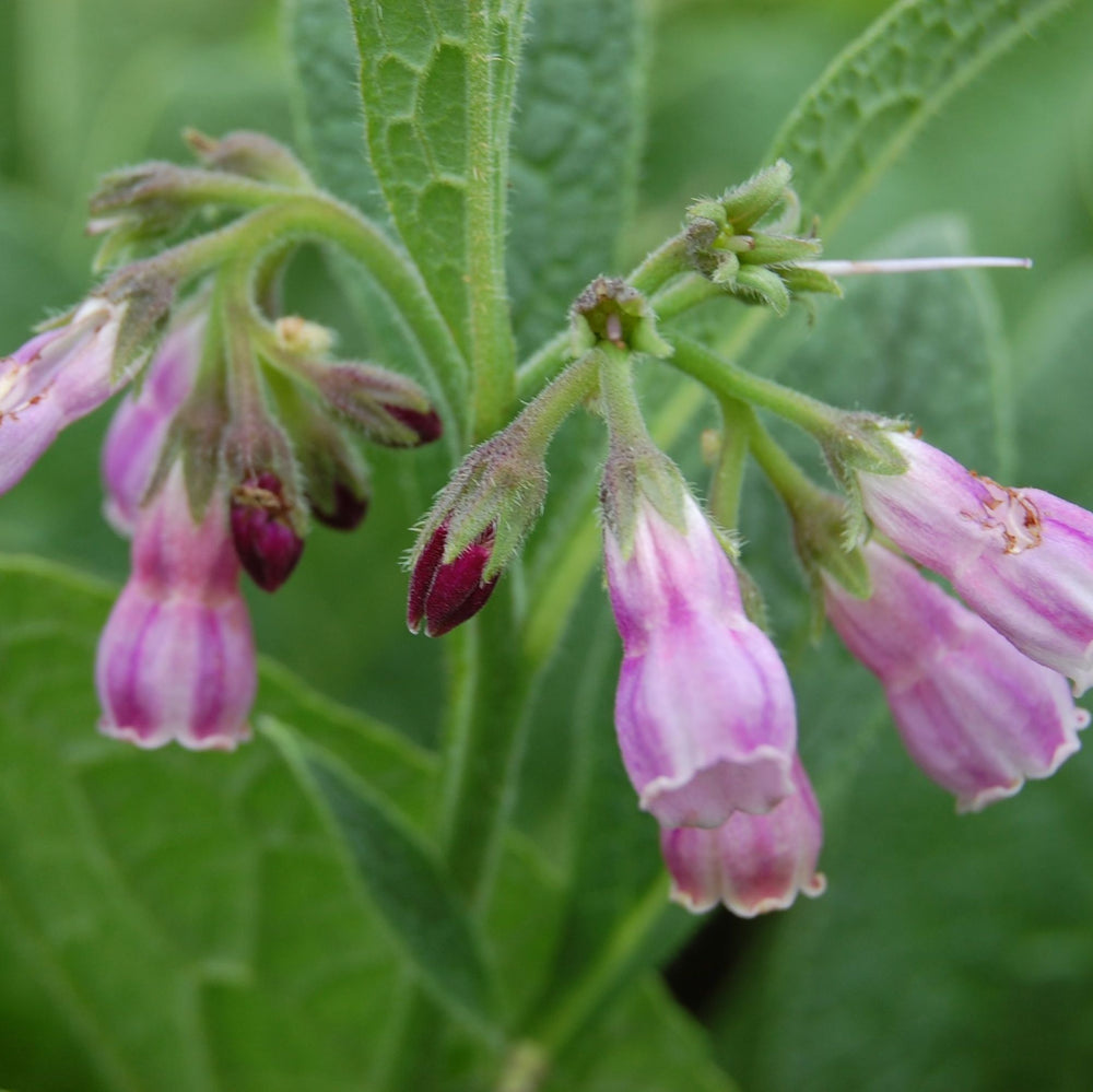 Organic comfrey uses, effects and benefits for the skin