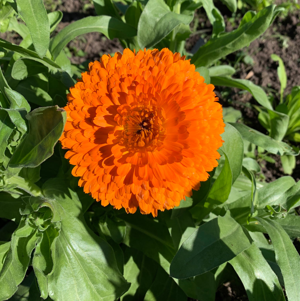 Marigold or calendula?