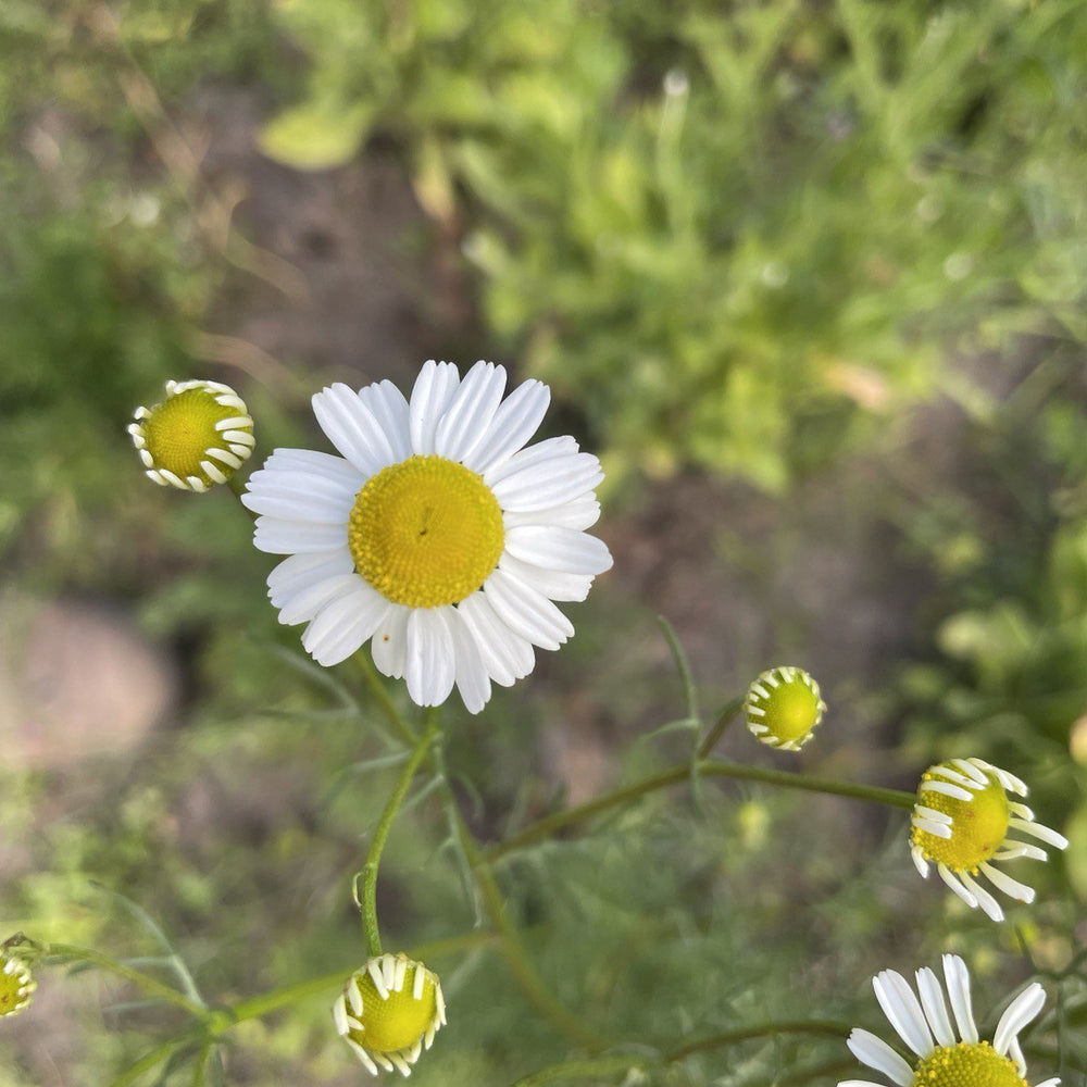 Allergic reaction to a skincare - The Herbal Gardener