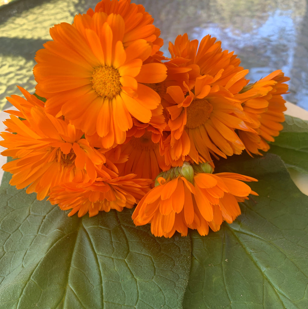 Calendula and comfrey ointment for gentle healing - The Herbal Gardener
