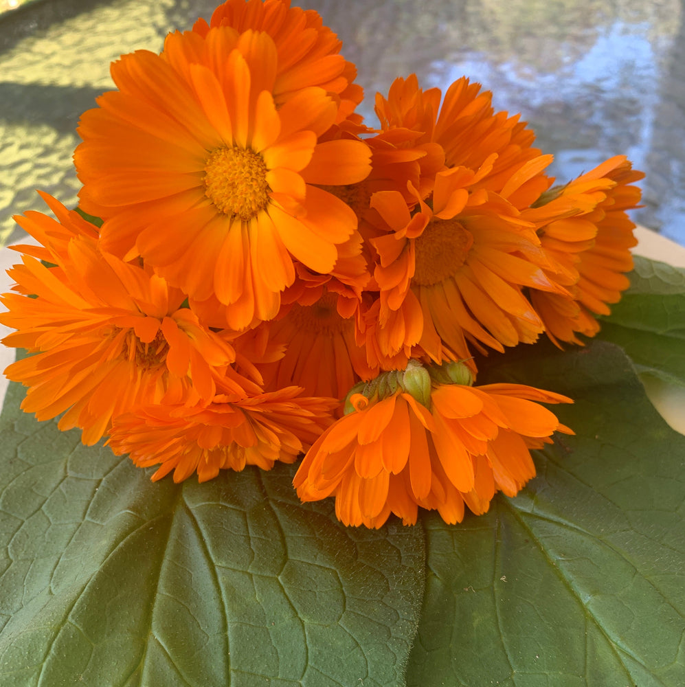 Calendula and comfrey ointment for gentle healing - The Herbal Gardener
