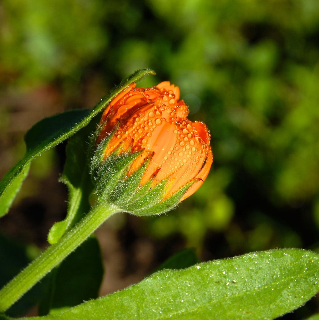 Does calendula help with scar? - The Herbal Gardener