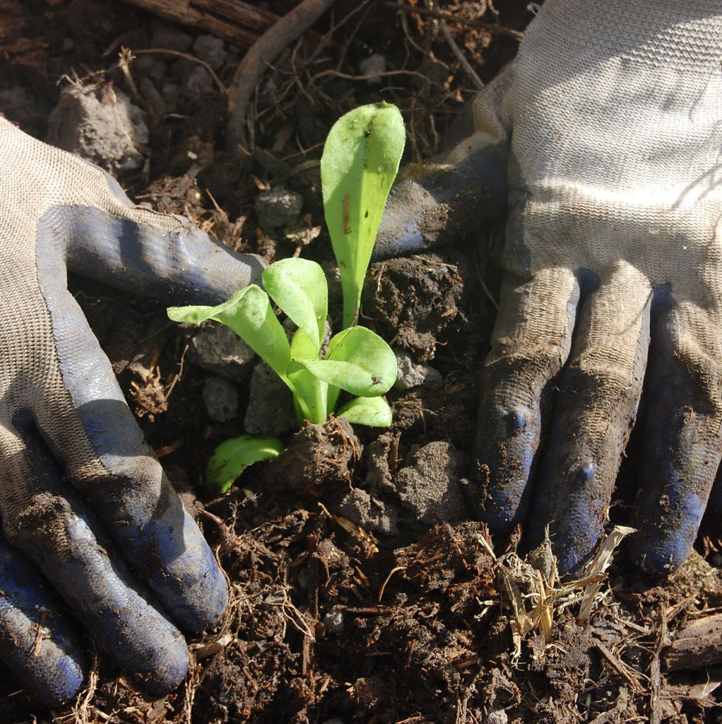 How to protect your skin during the winter months - The Herbal Gardener