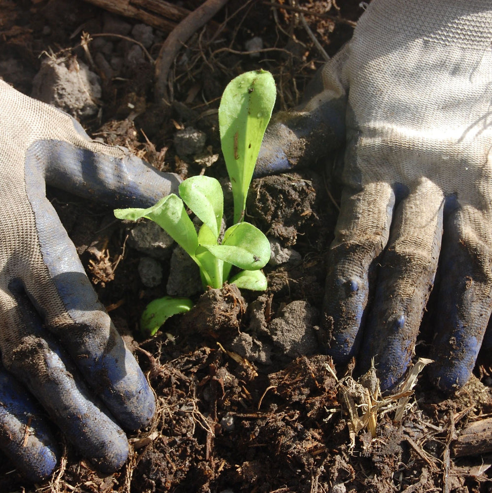 How to protect your skin during the winter months - The Herbal Gardener