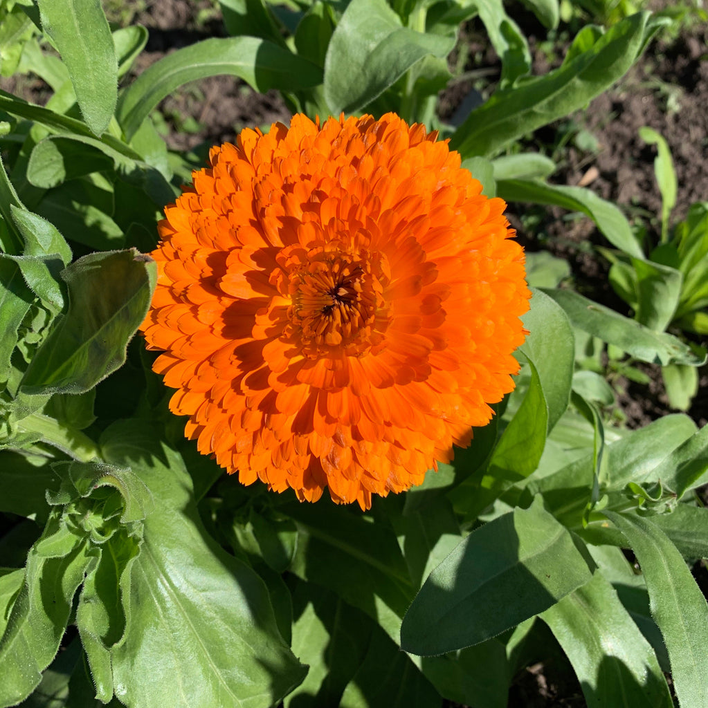 Marigold or calendula? - The Herbal Gardener