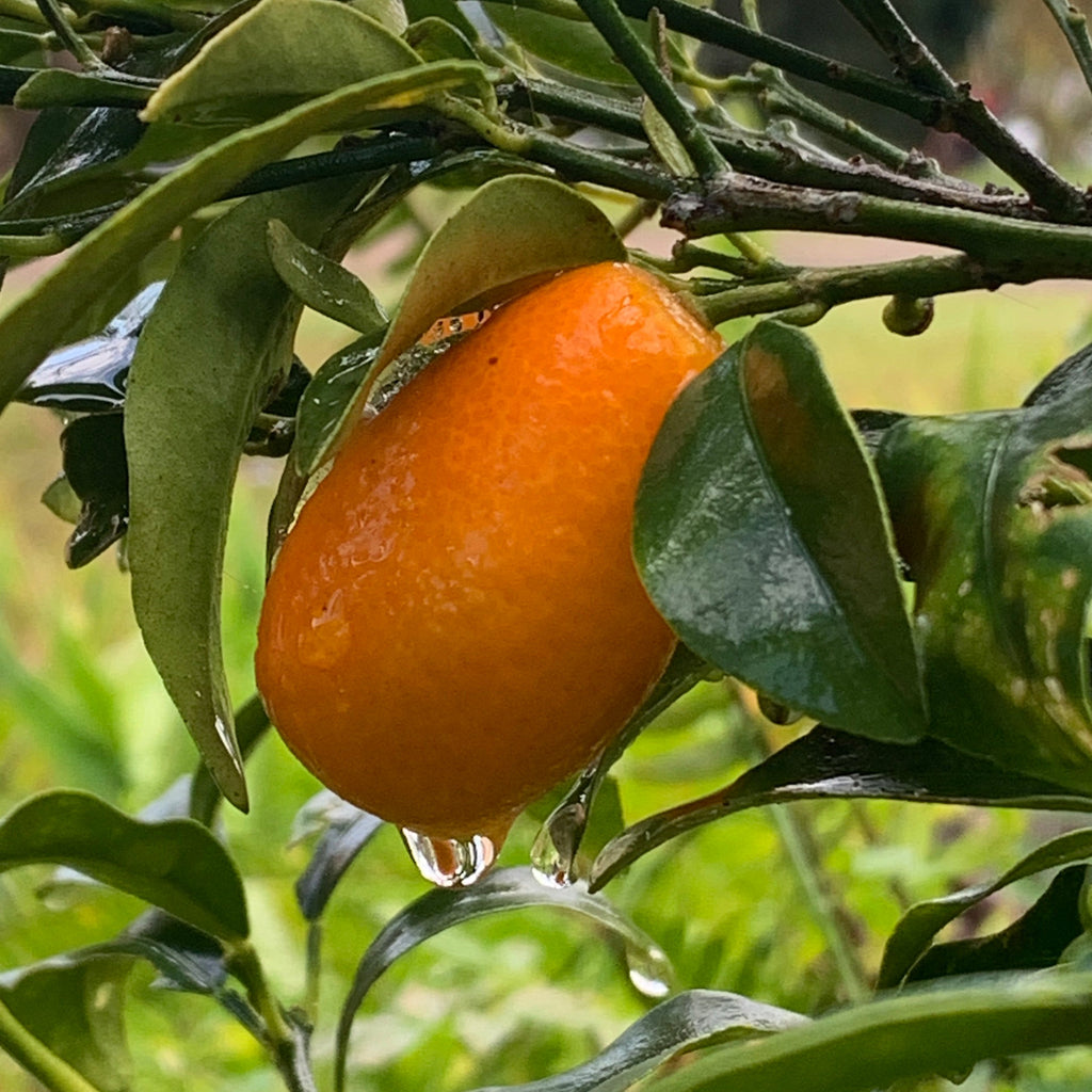 Water and its role for a healthy skin - The Herbal Gardener