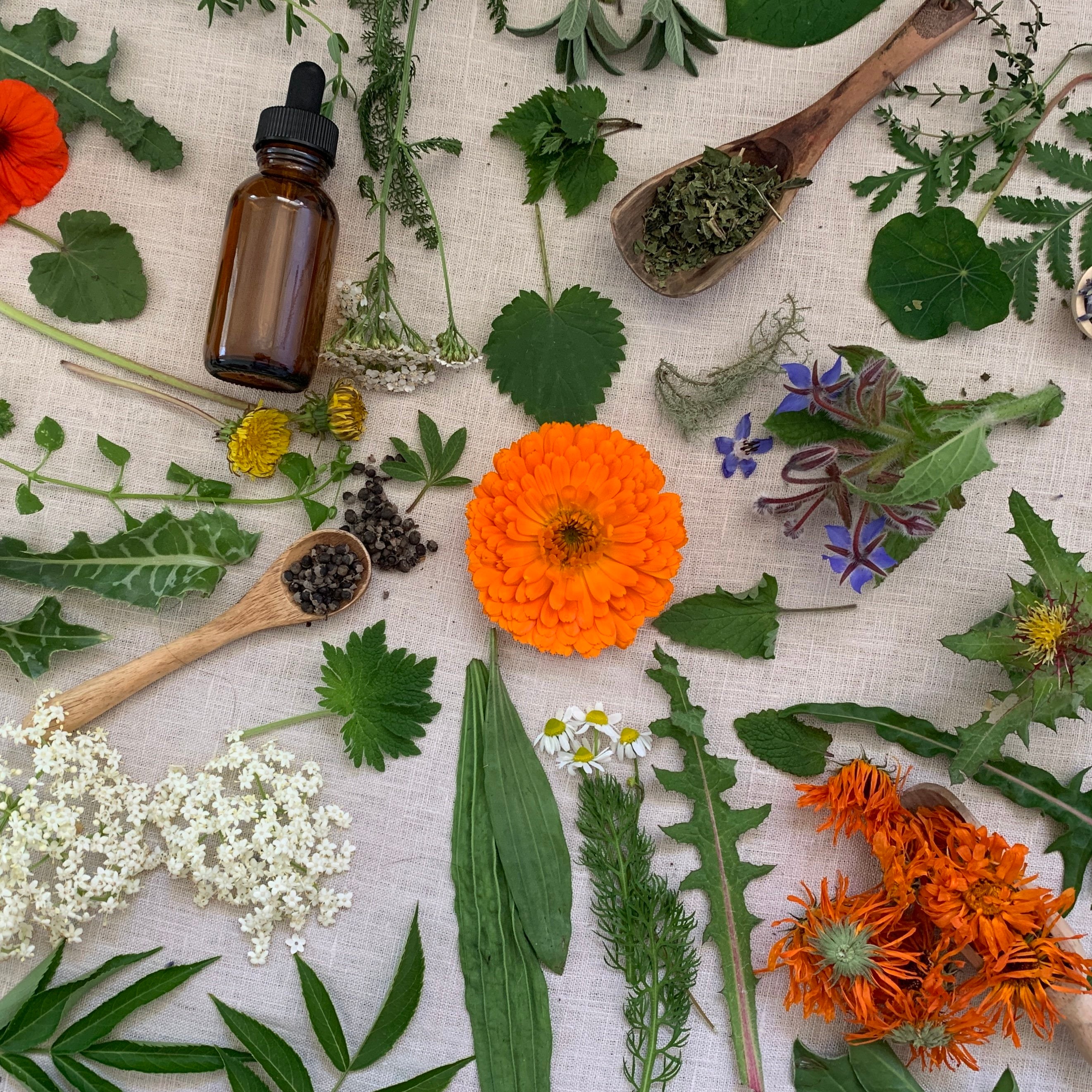 Workshop, natural health, medicinal herbs, growing medicinal herbs, using medicinal herbs, tincture, ointment, making natural remedies