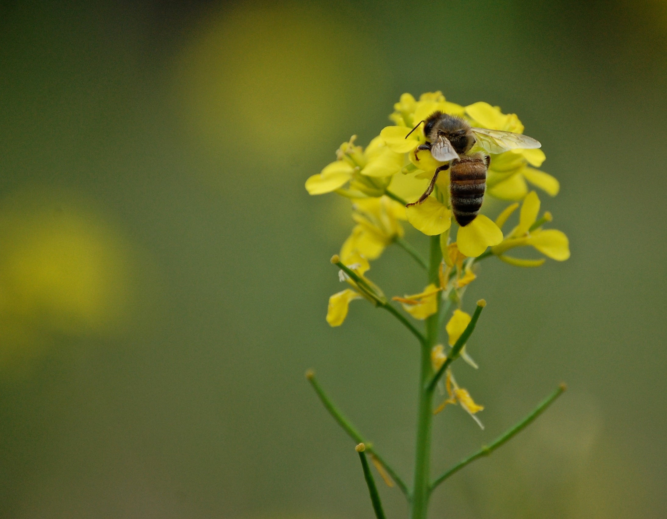 Beeswax skincare products - The Herbal Gardener