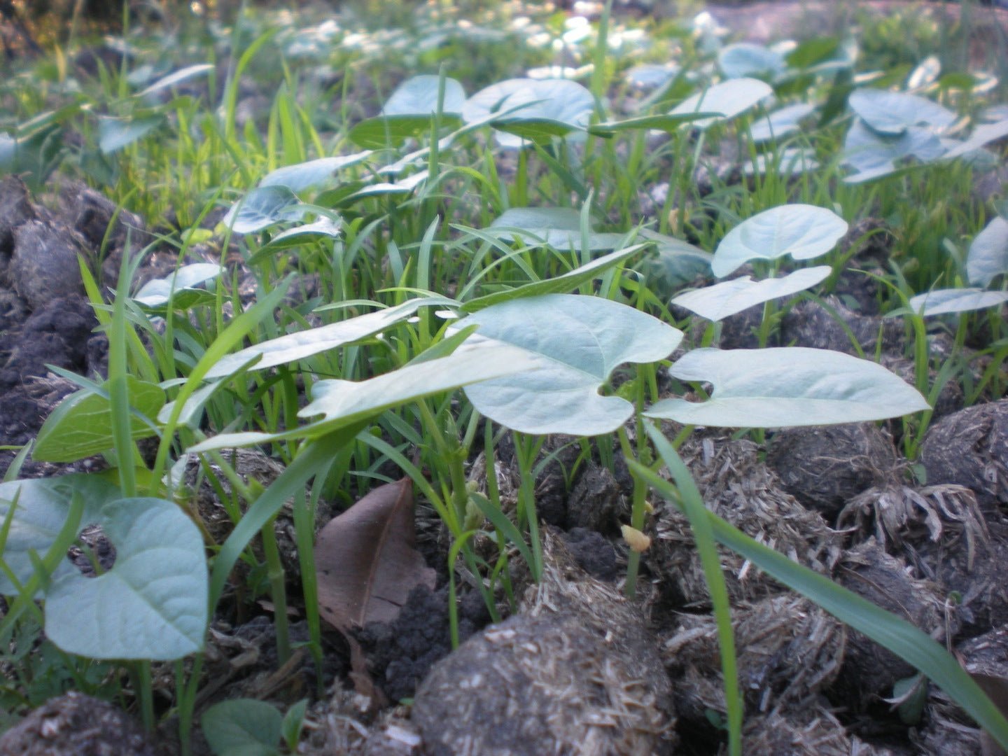 Vegan friendly - The Herbal Gardener