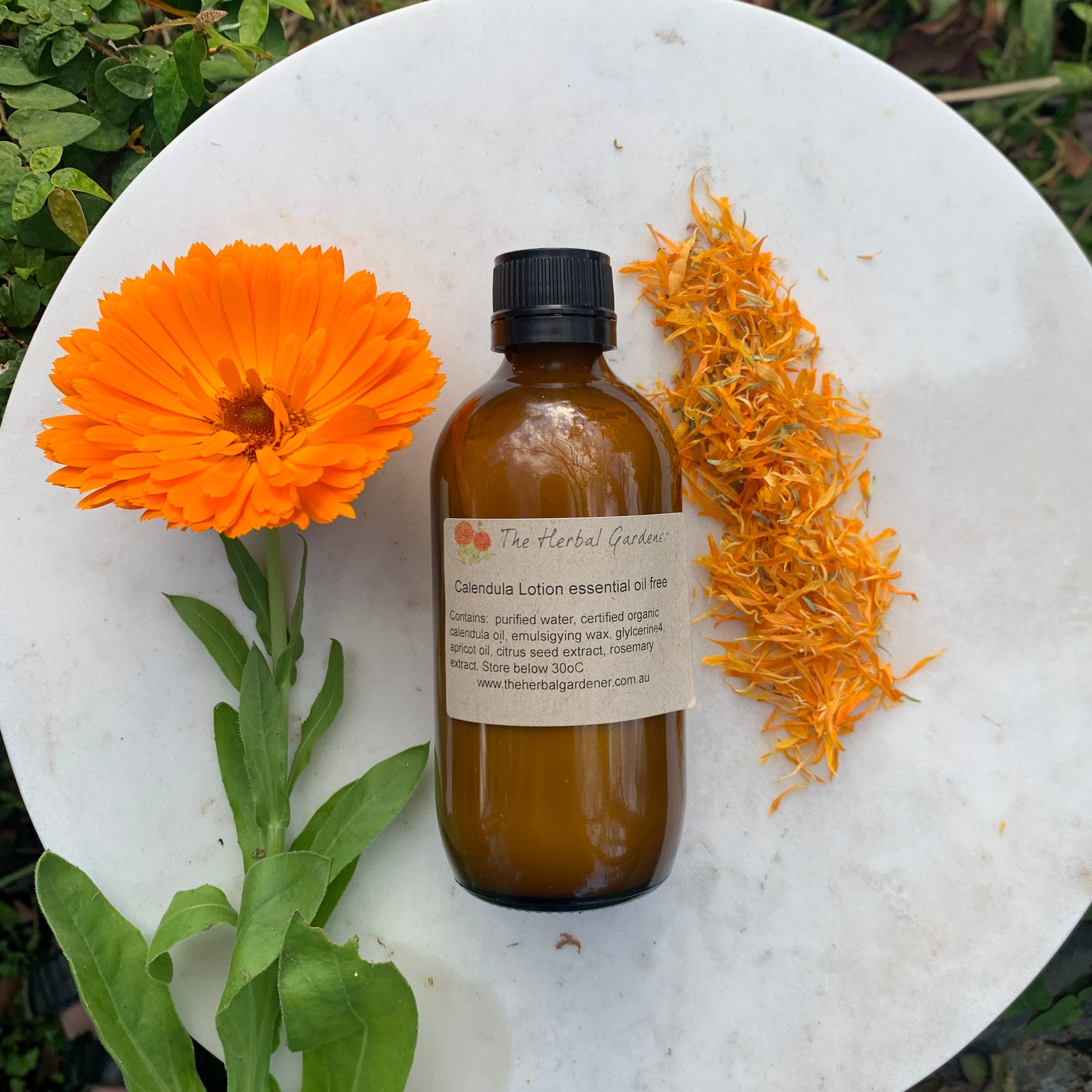 Essential Oil Free Calendula Body Lotion surrounded by fresh and dried Calendula The Herbal Gardener