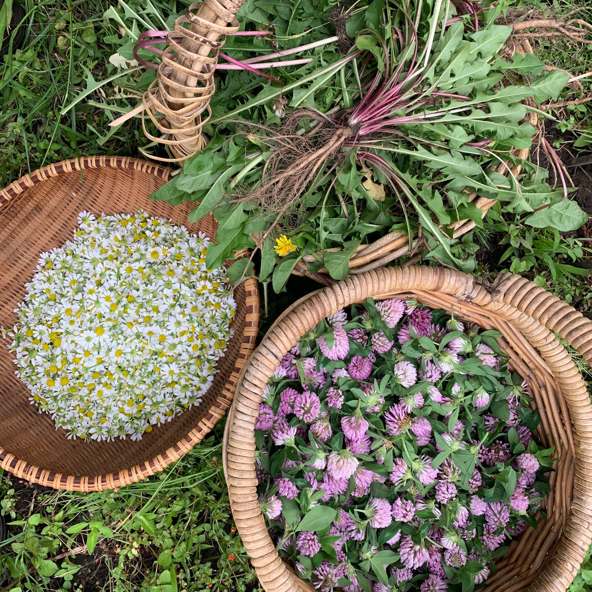 Herbal Care Workshop Property Practical birdseye image of chamomile, clove and dandelion herbs The Herbal Gardener