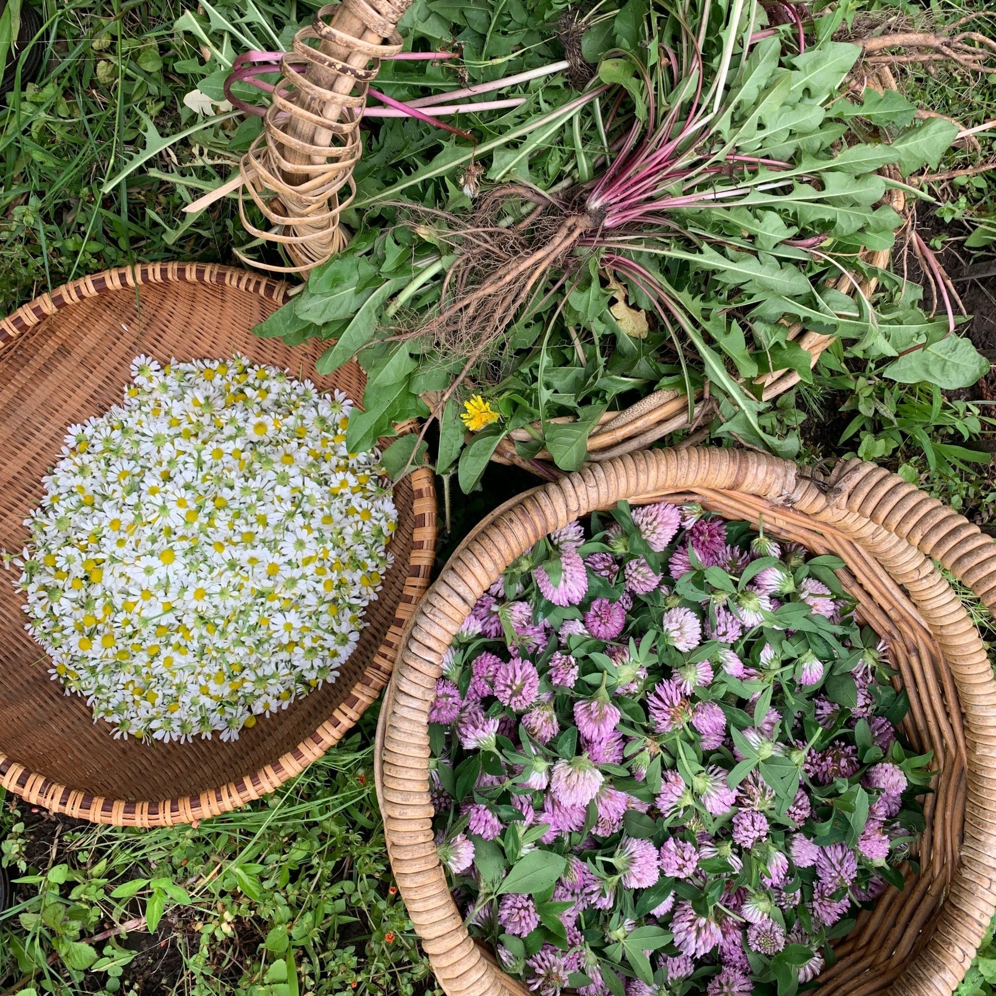 Herbal Care workshop Self-pacedCourseThe Herbal Gardener