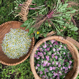 Herbal Care workshop Self-pacedCourseThe Herbal Gardener