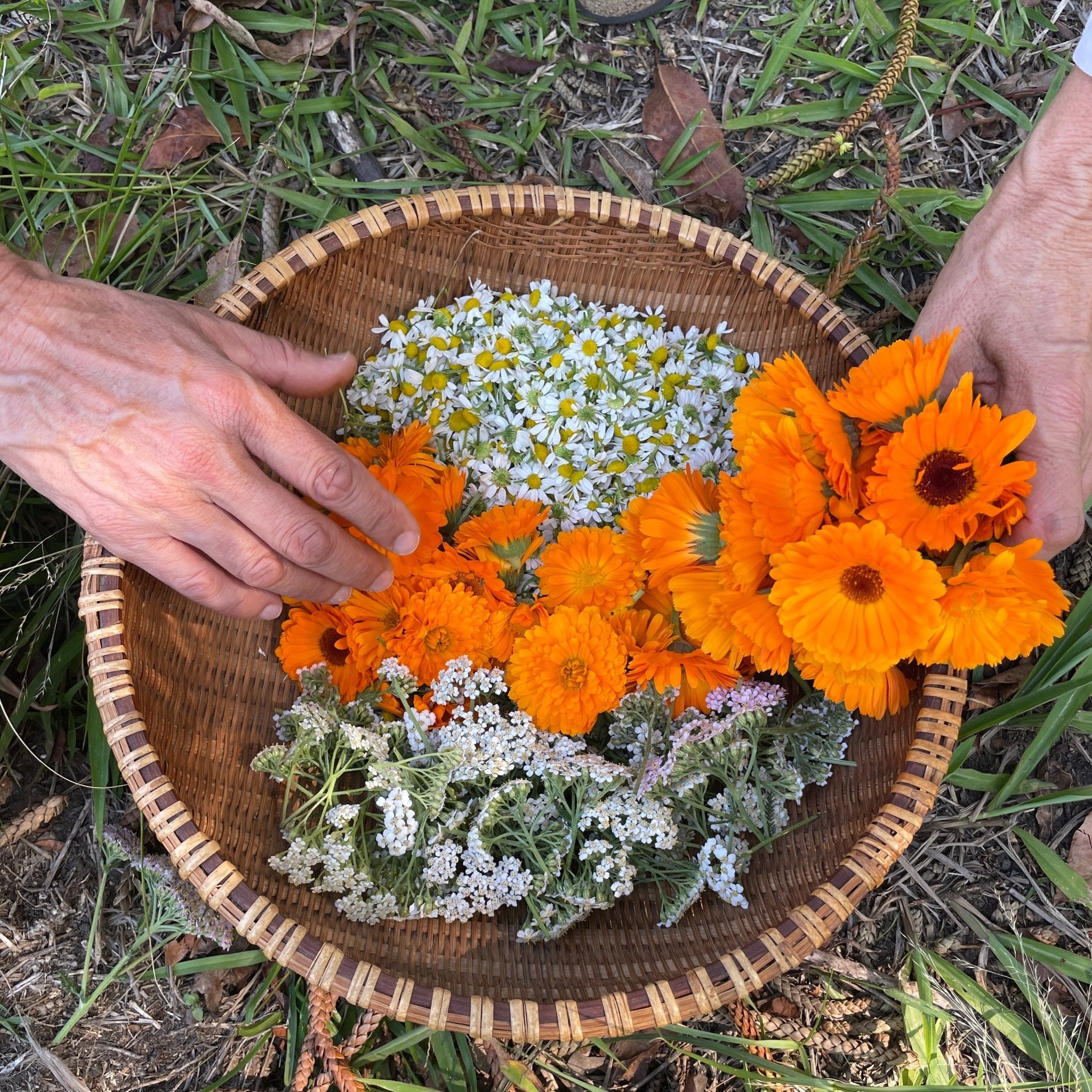 Herbal Care workshop with practical on the propertyCourseThe Herbal Gardener