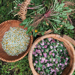 Herbal Care workshop with Property PracticalsCourseThe Herbal Gardener