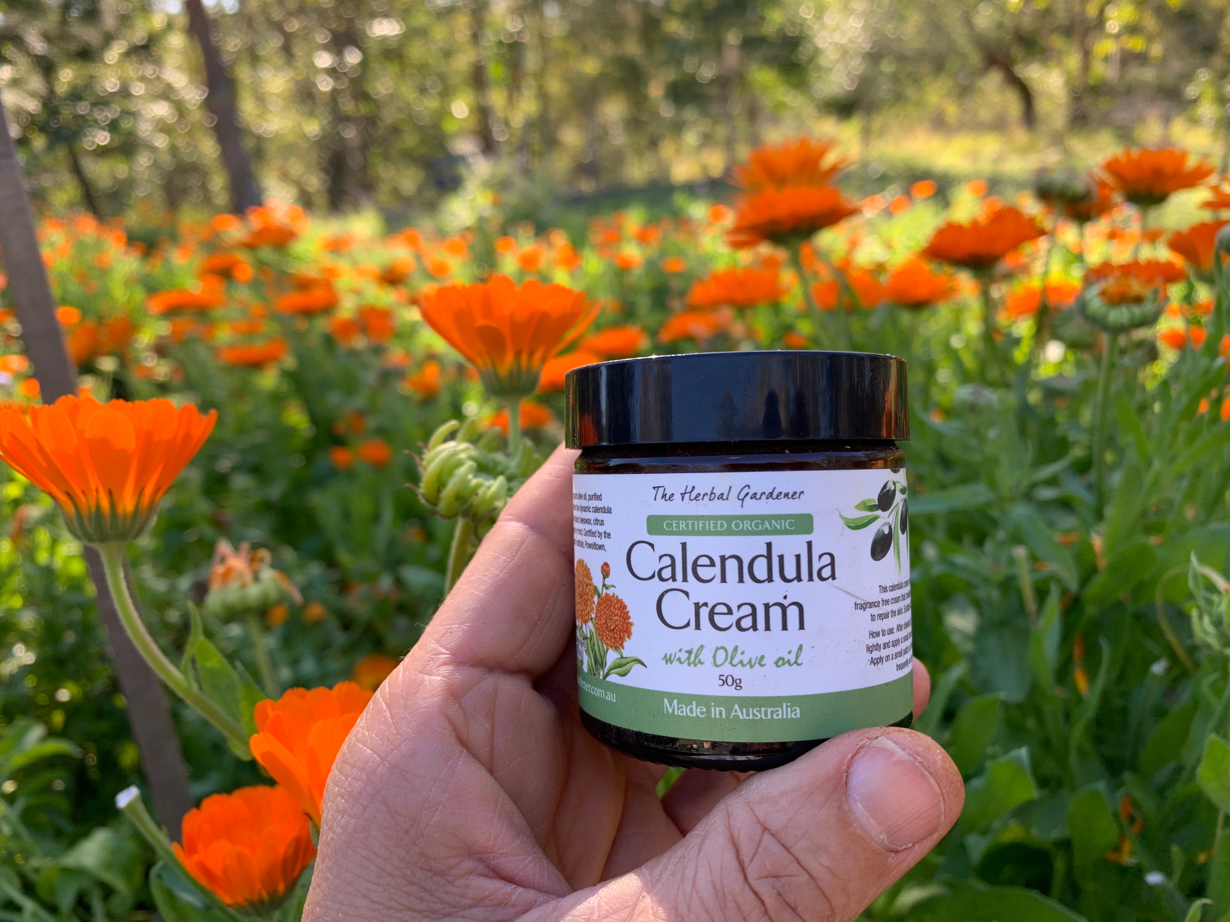 Calendula Cream certified Australian organic and Demeter biodynamic calendula oil in field of Calendula The Herbal Gardener